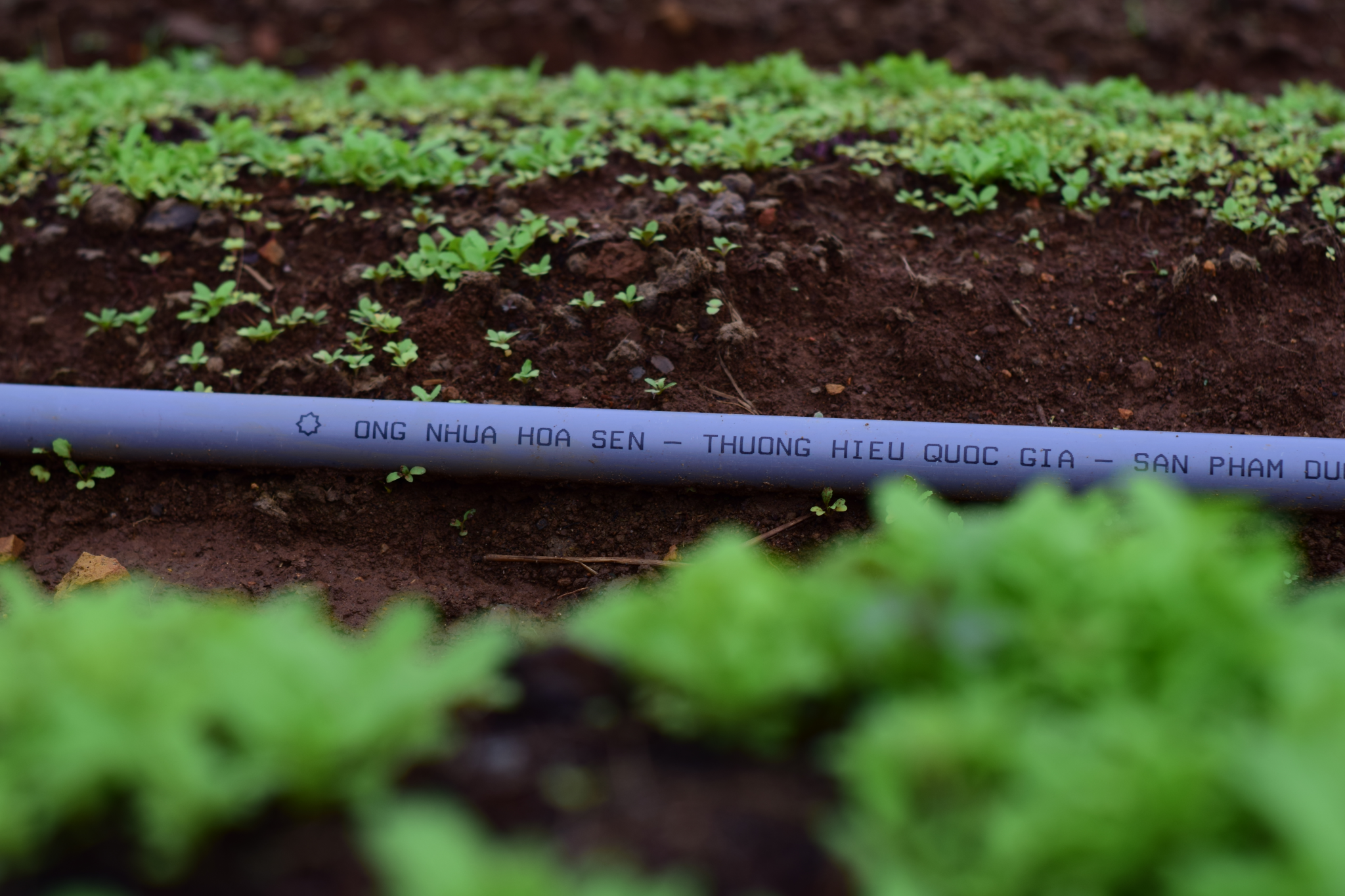 Hoa Sen Plastic Pipes accompany sustainable agricultural development