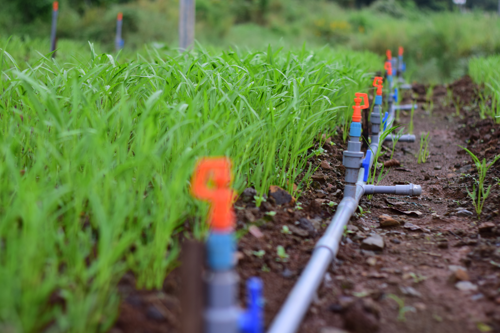 Hoa Sen Plastic provides PVC-U plastic pipes for irrigation in a series of clean vegetable gardens in Lam Dong