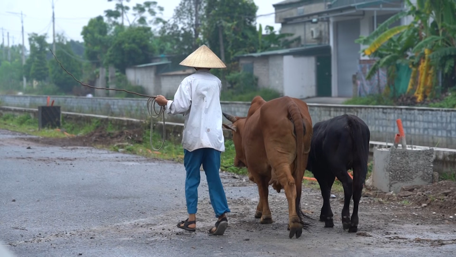 Dù mang dị tật do ảnh hưởng chất độc da cam, anh Nghị vẫn gắng gượng chăn bò thuê để nuôi gia đình.
