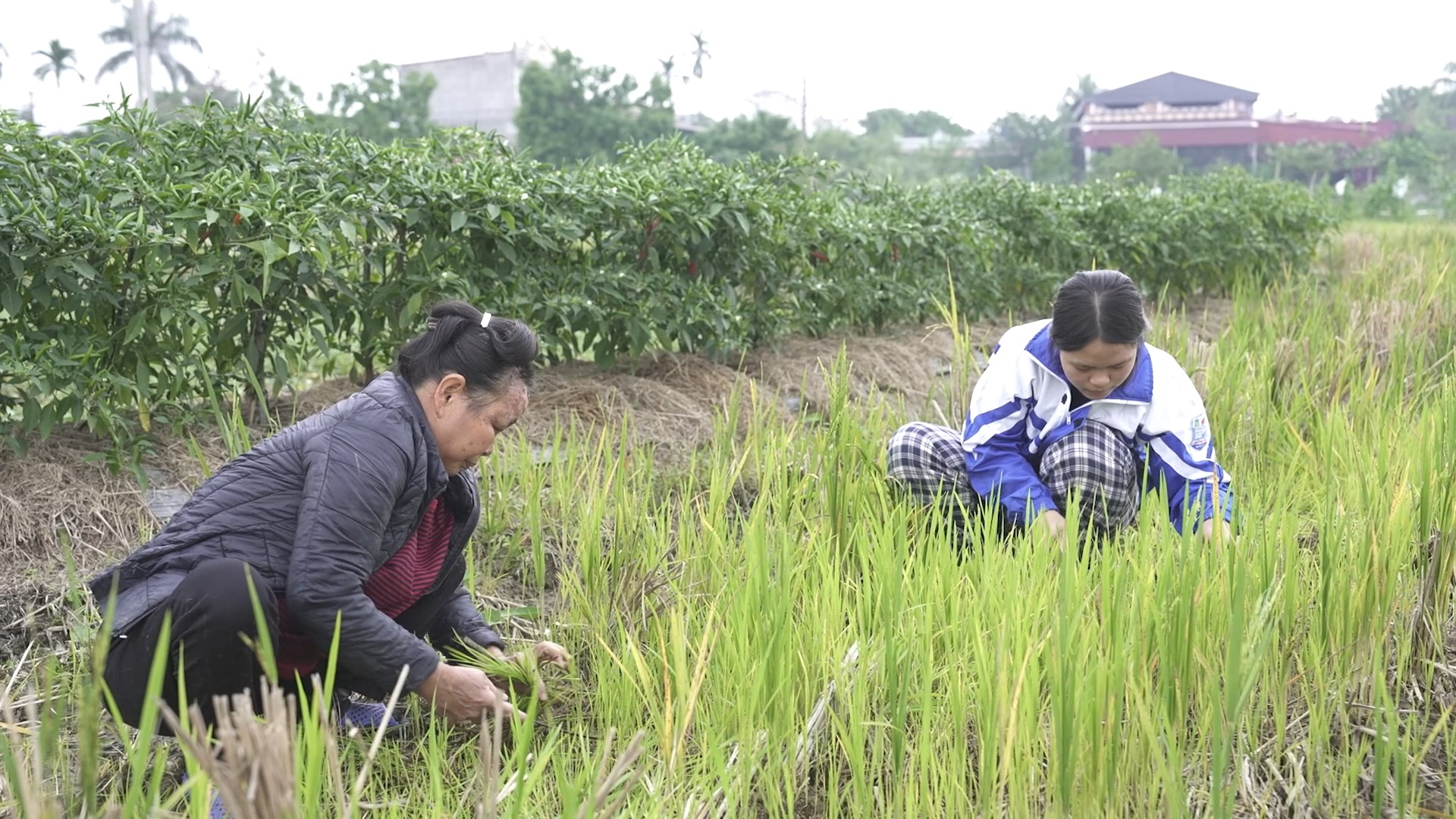 Hai mẹ con em Huyền cùng nhau lao động, chắt chiu từng ngày để vượt qua cuộc sống khó khăn.